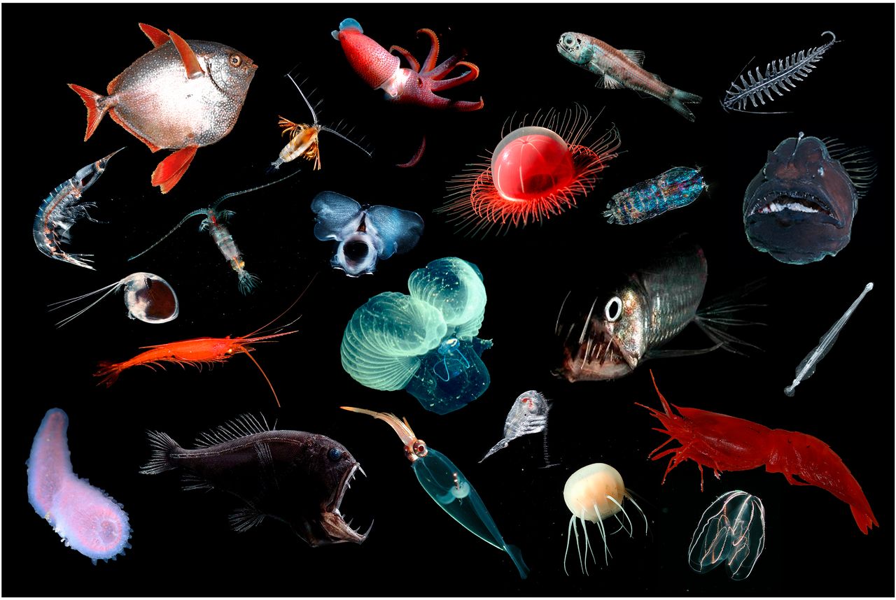 species of the deep sea.